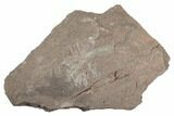 Fossil Eocrinoid (Ascocystites) - El Kaid Rami, Morocco #188611-1
